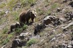 حمله خرس در سلسله لرستان یک مجروح بجا گذاشت