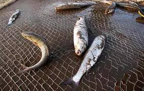 دستگیری صیادان غیرمجاز در شهرستان دورود/ بیش از ٣٠ قطعه ماهی رودخانه‌ای کشف شد