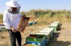 تولید سالانه ۲ هزار و ۸۰۰ تن عسل در لرستان